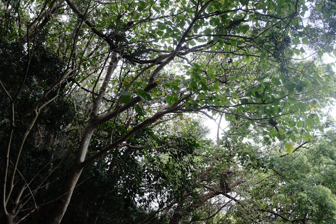 Rośliny cieniolubne - Jakie gatunki najlepiej radzą sobie w mrocznym runie leśnym?