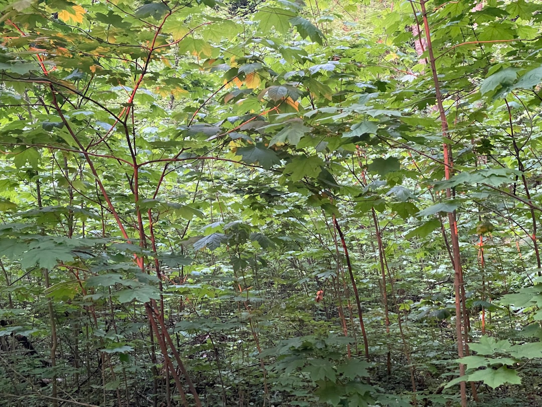 Rośliny runa leśnego - Jakie skarby kryją się na dnie lasu?