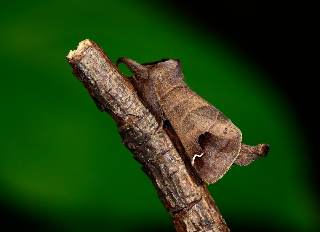 Salamandra plamista - Ognisty płaz naszych gór. Gdzie ją spotkać i jak chronić?