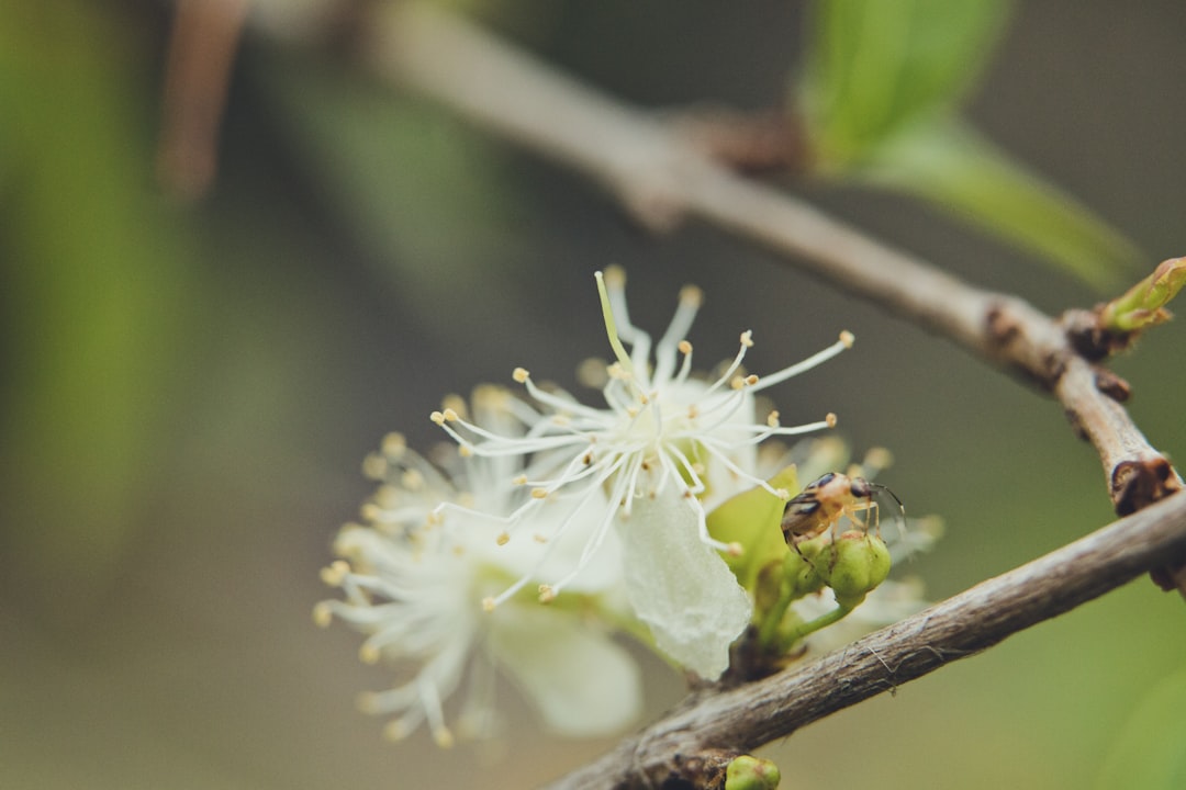 Suchodrzew wiciokrzew - Poznaj tę pnącą roślinę i jej miejsce w ekosystemie