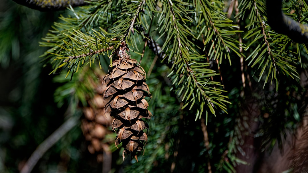 Budowa i znaczenie szyszki - Wszystko, co musisz wiedzieć o "owocach" drzew iglastych