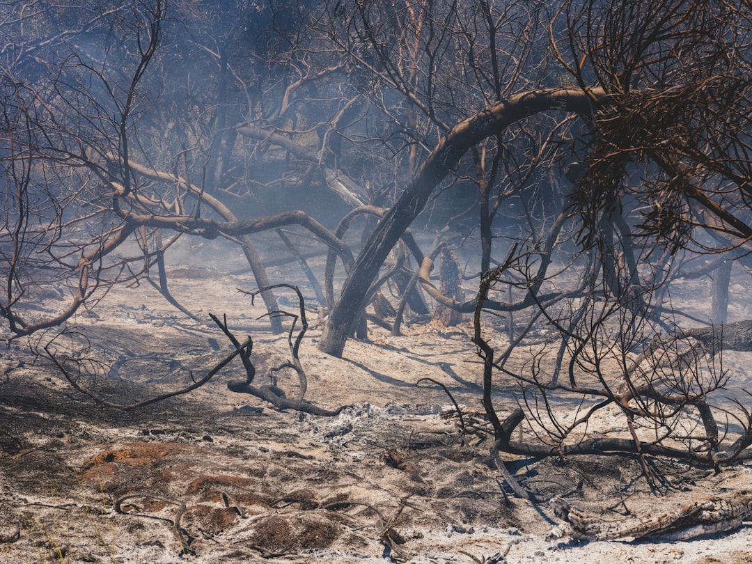 Pożary w lesie - Jakie są ich skutki dla ekosystemu i jak las się po nich odradza?
