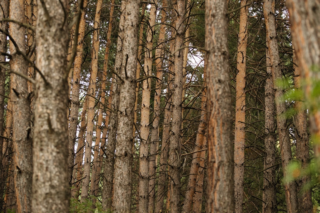 Co oznaczają kolorowe kropki na drzewach? Wszystko o znakowaniu drzew w lesie