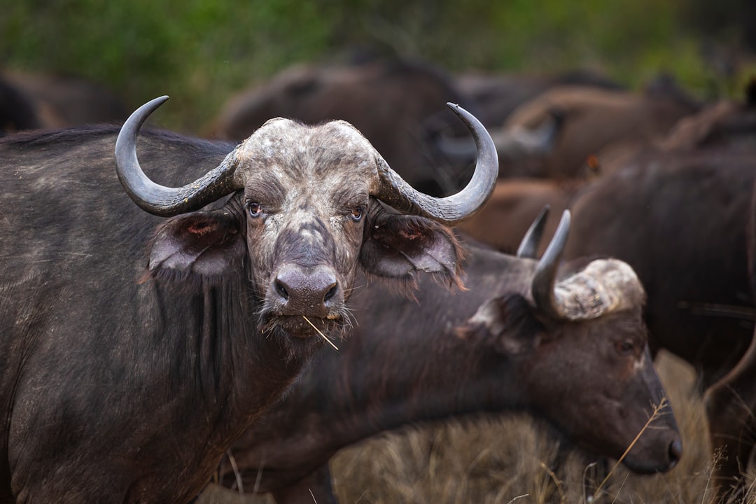 Żubr europejski - Jak uratowano króla puszczy? Historia i ochrona gatunku