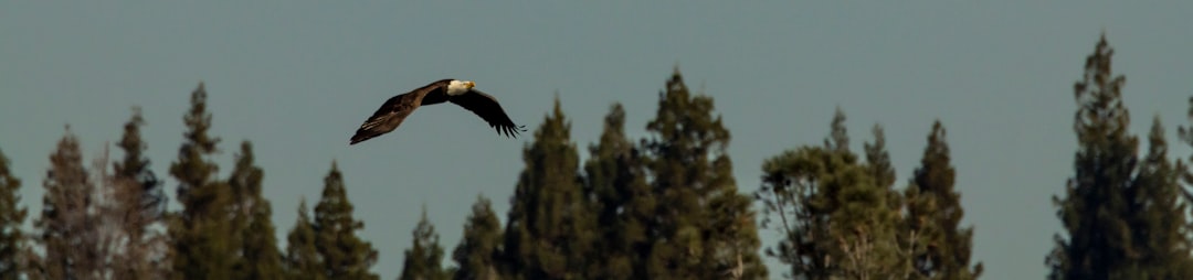 Głos żurawia na bagnach i łąkach – poznaj życie żurawia zwyczajnego