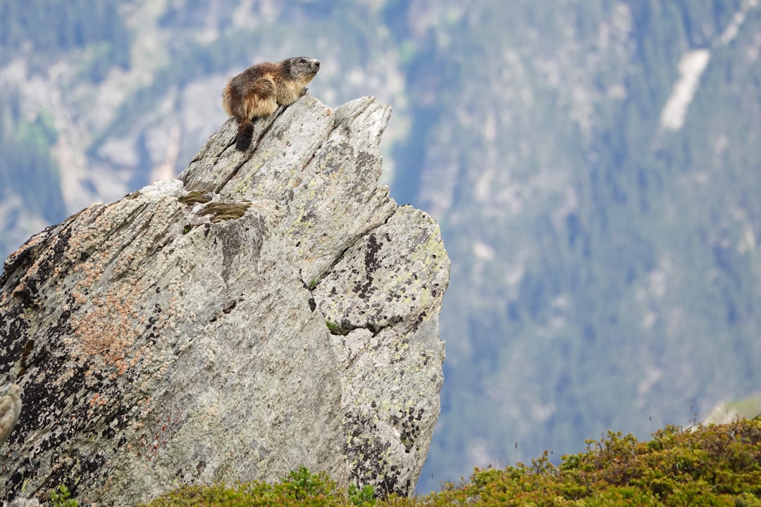 Zwierzęta górskie - Jakie przystosowania pozwalają im żyć w trudnych warunkach?