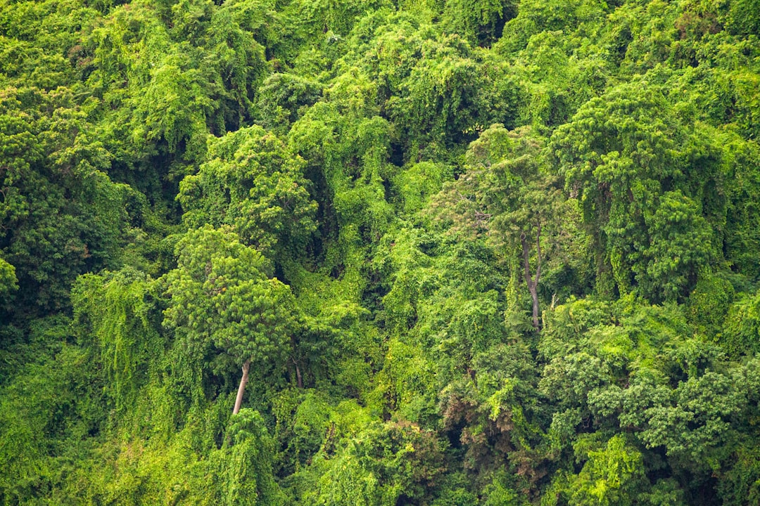 Jakie zwierzęta żyją w lasach tropikalnych? Poznaj ich niezwykłą różnorodność