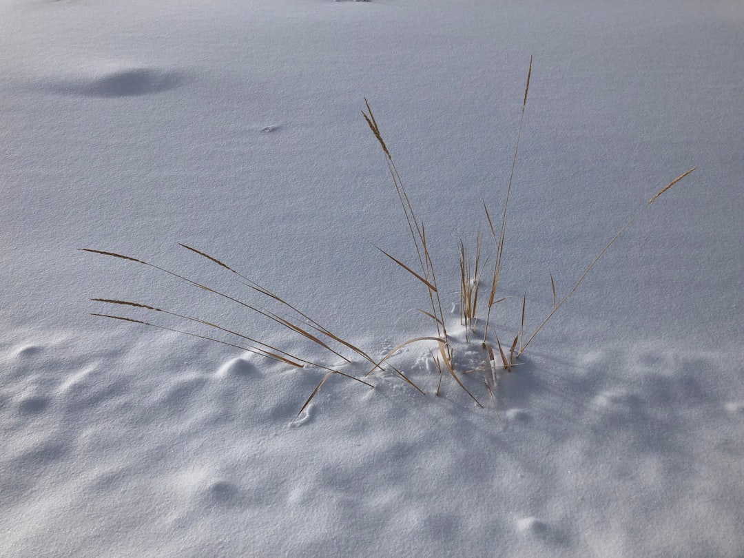 Jak czytać ślady zwierząt leśnych w śniegu i błocie? Przewodnik dla tropicieli