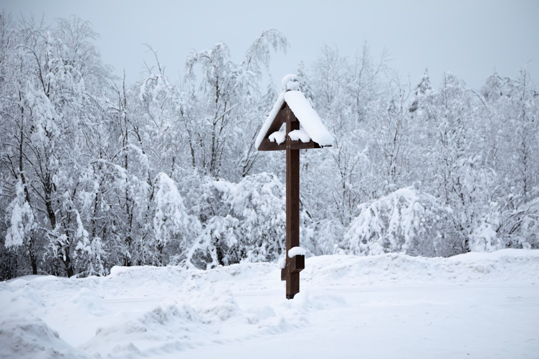 Jak zwierzęta leśne przystosowują się, by przetrwać mroźną zimę?