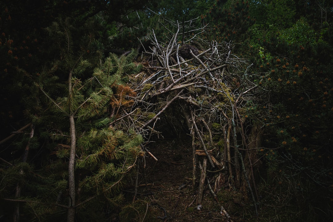 Nocne życie lasu - Jakie zwierzęta budzą się, gdy my idziemy spać?